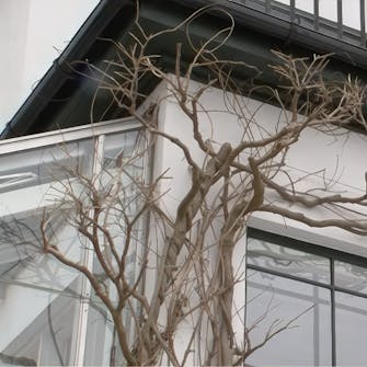 beskæring blåregn beskæring blåregn